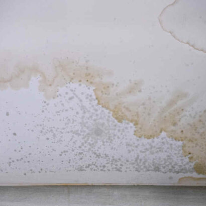 Mold Remediation Services